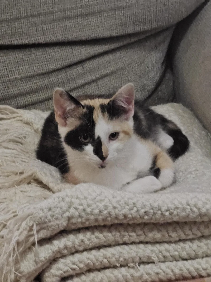 Kat Purnandez & Hunter thumbnail 6