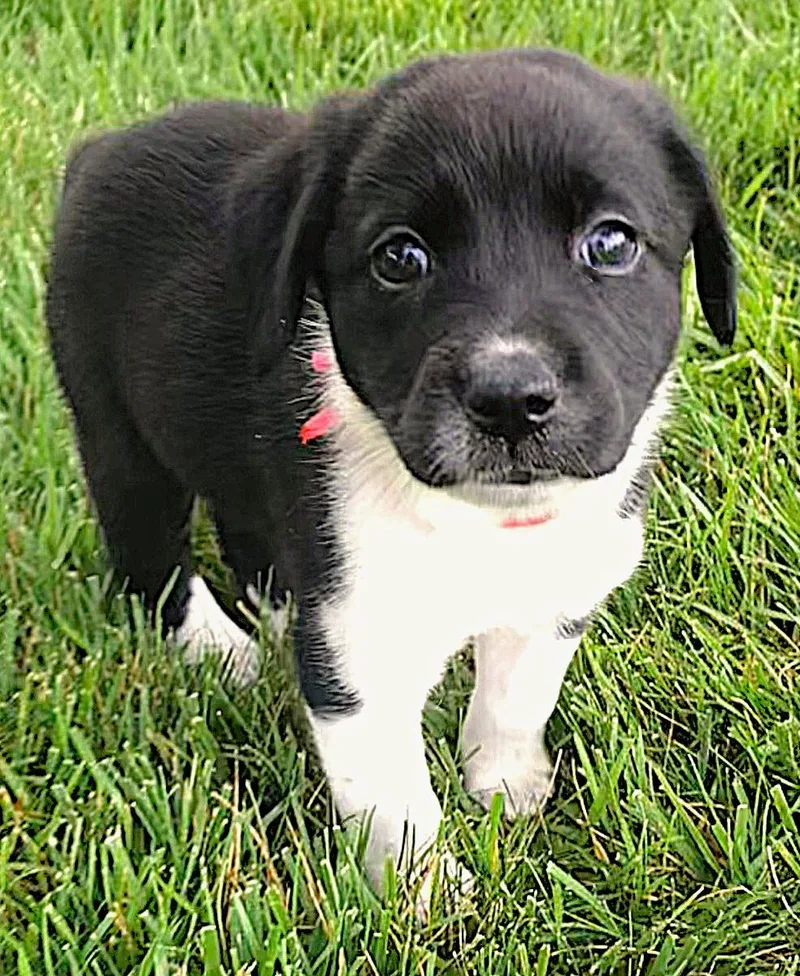A baby small-sized female Black Mixed Breed dog named Checkers for adoption in Lake Geneva, WI
