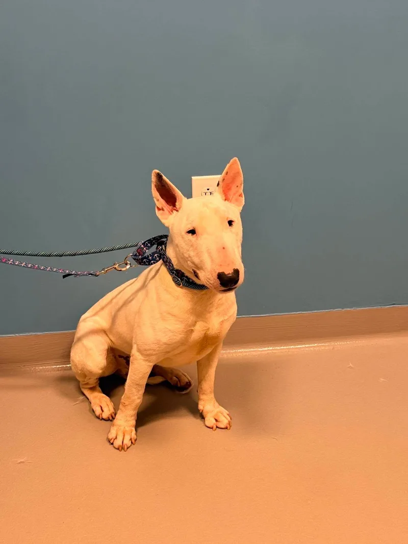 A young large-sized male Bull Terrier dog named Boosie for adoption in New York, NY