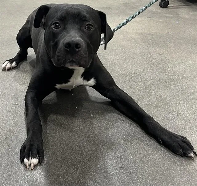 A young large-sized male Pit Bull Terrier dog named Patrick for adoption in Upper Marlboro, MD