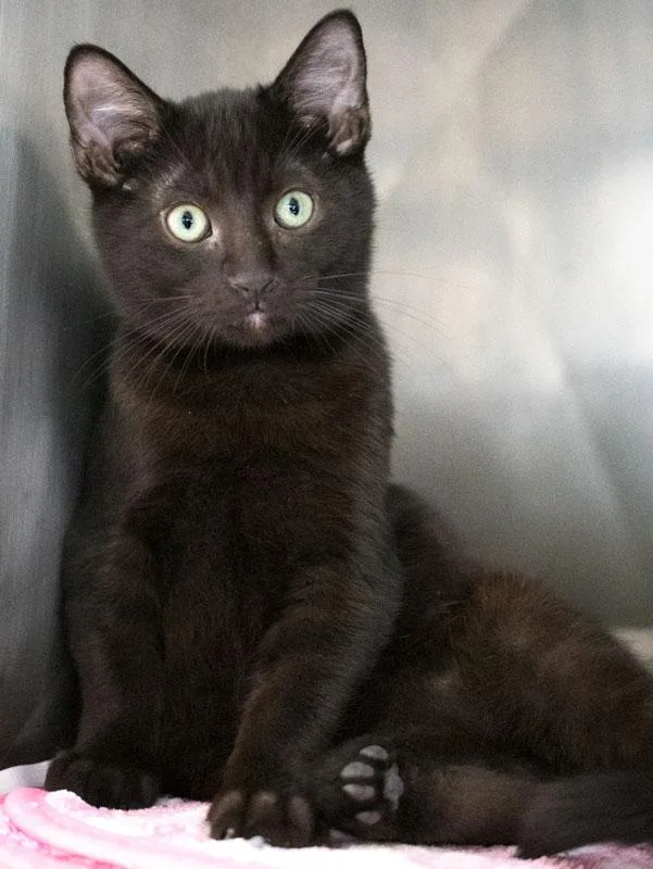 A baby medium-sized male Black Domestic Short Hair cat named Binx for adoption in Monroe, GA