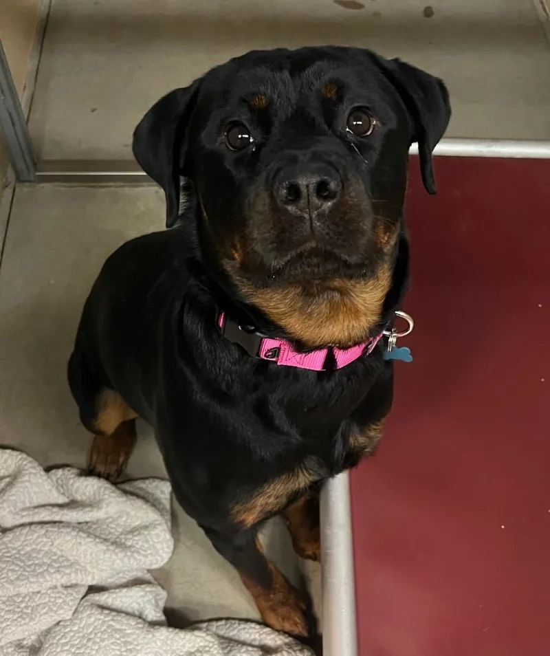 A young large-sized female Rottweiler dog named Remy for adoption in Columbia, IL