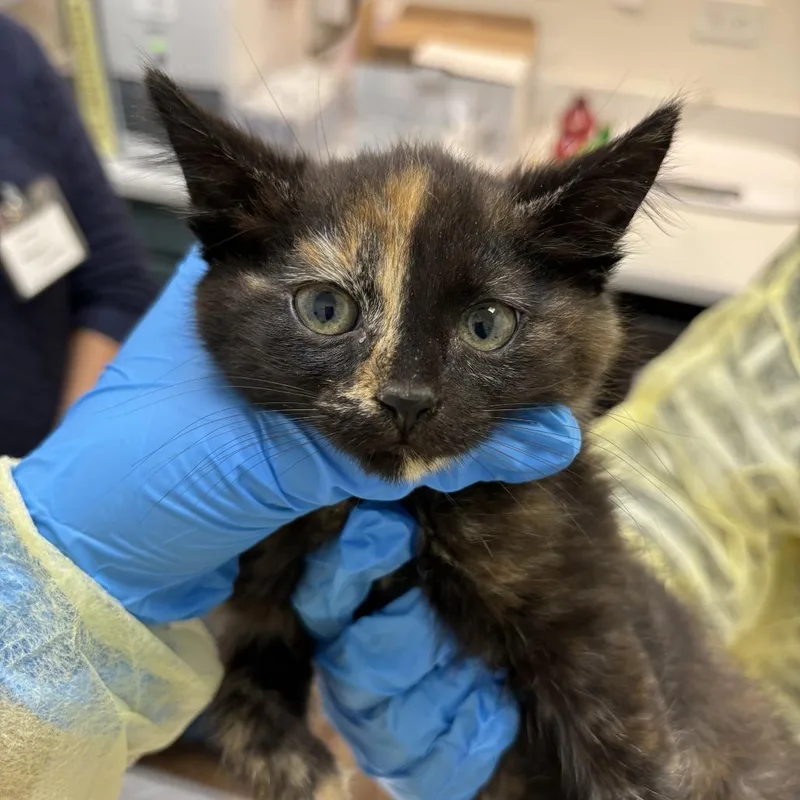 A baby small-sized female Tortoiseshell Domestic Short Hair cat named Moira for adoption in Evanston, IL