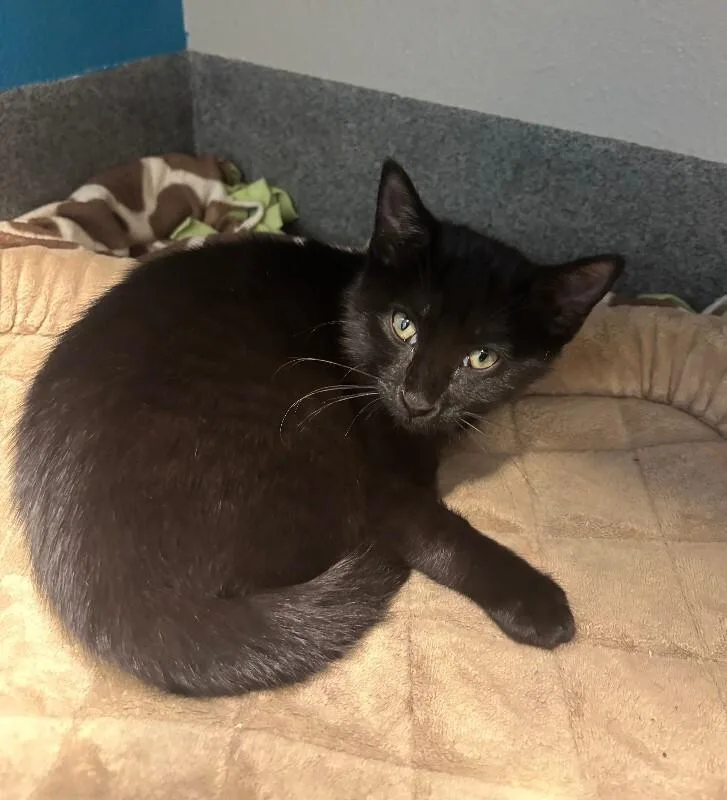 A young small-sized female Black Domestic Short Hair cat named Spicy Aioli for adoption in Fort Collins, CO