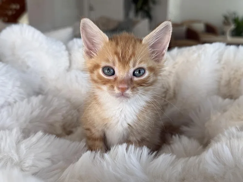 A baby small-sized male Domestic Short Hair cat named Howdy Doody for adoption in Saint Augustine, FL