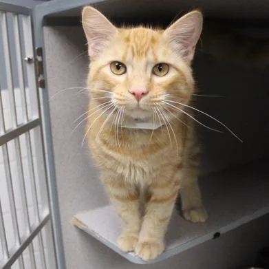 An adult medium-sized male Orange / Red Domestic Long Hair cat named Maple for adoption in Birmingham, AL