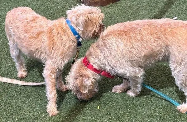 An adult small-sized female Terrier dog named Walrus for adoption in Oceanside, CA