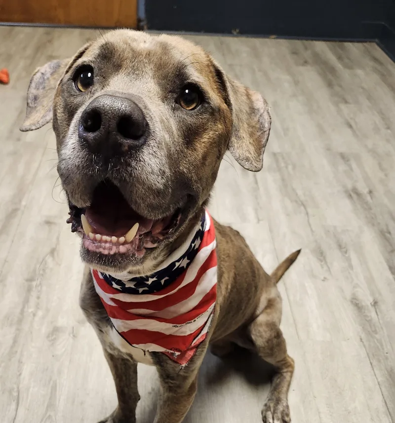 An adult large-sized male Brown / Chocolate Pit Bull Terrier dog named Finley for adoption in Mansfield, OH