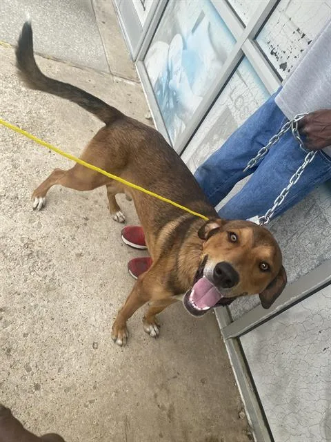 A young large-sized male Mixed Breed dog named Aero for adoption in Dallas, TX