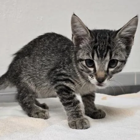 A baby small-sized male Brown / Chocolate Domestic Short Hair cat named Bahamas for adoption in Austin, TX