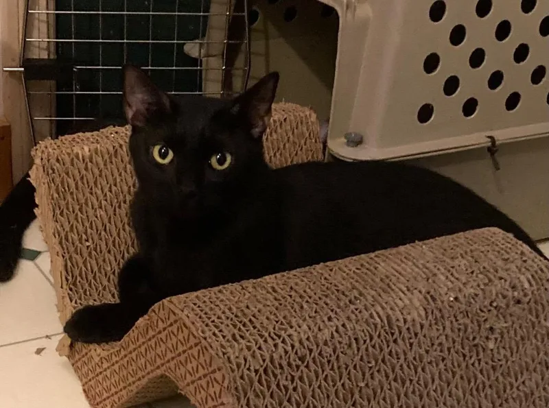 A young medium-sized female Domestic Short Hair cat named Tootsie for adoption in Fort Oglethorpe, GA