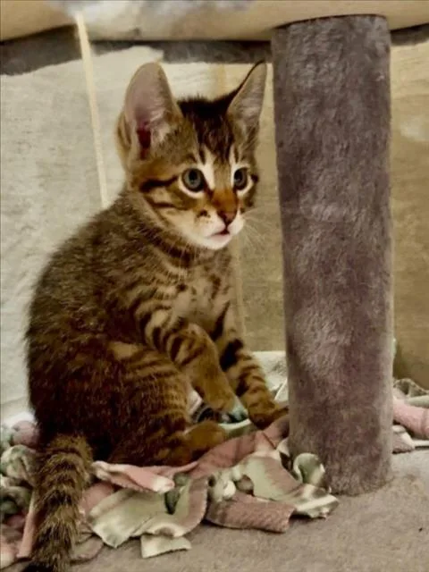 A baby small-sized male Brown / Chocolate Domestic Short Hair cat named Rocco for adoption in Woodland, CA