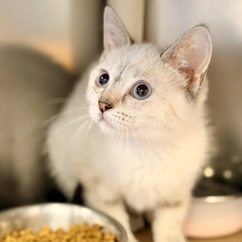 A baby medium-sized female Cream / Ivory Siamese cat named Koko for adoption in Manahawkin, NJ
