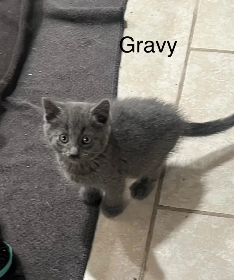 Gravy thumbnail 2