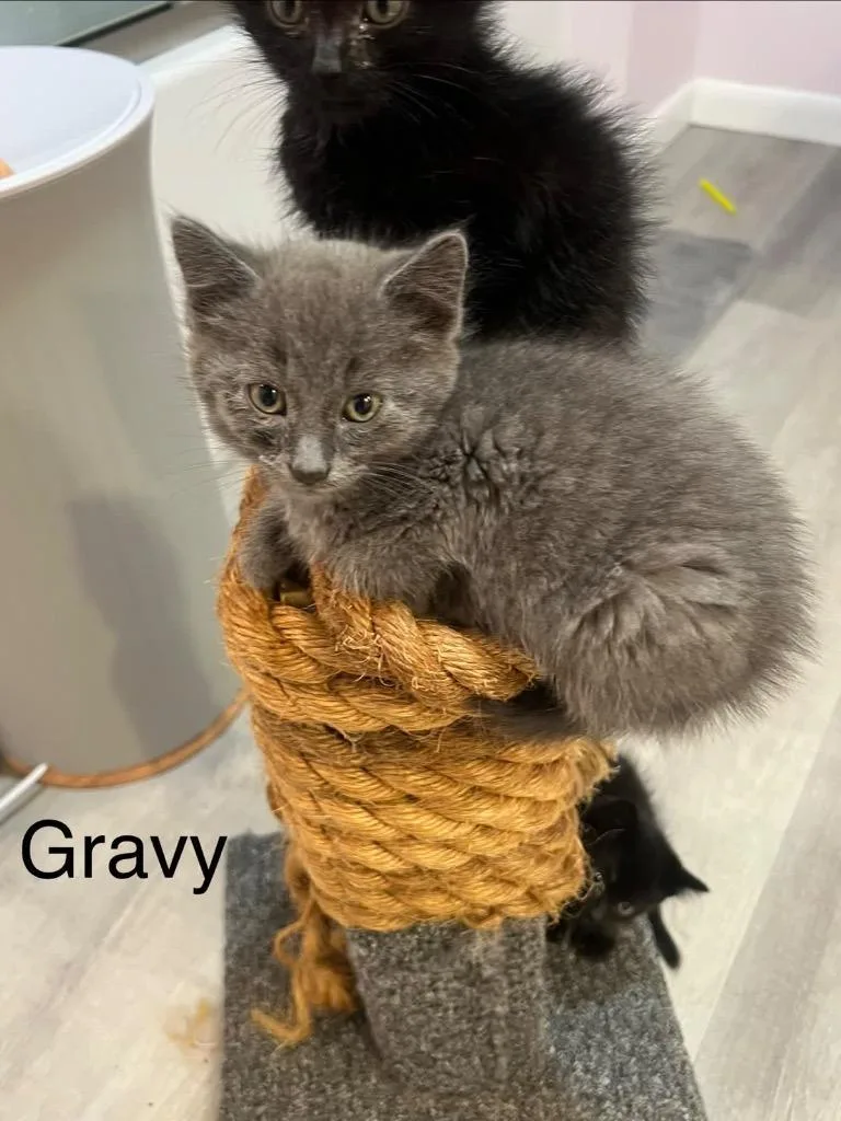 Gravy thumbnail 5