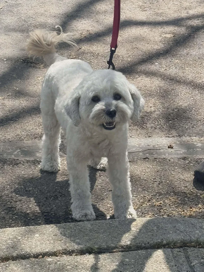 An adult small-sized female Tibetan Terrier dog named Molly for adoption in Scotch Plains, NJ