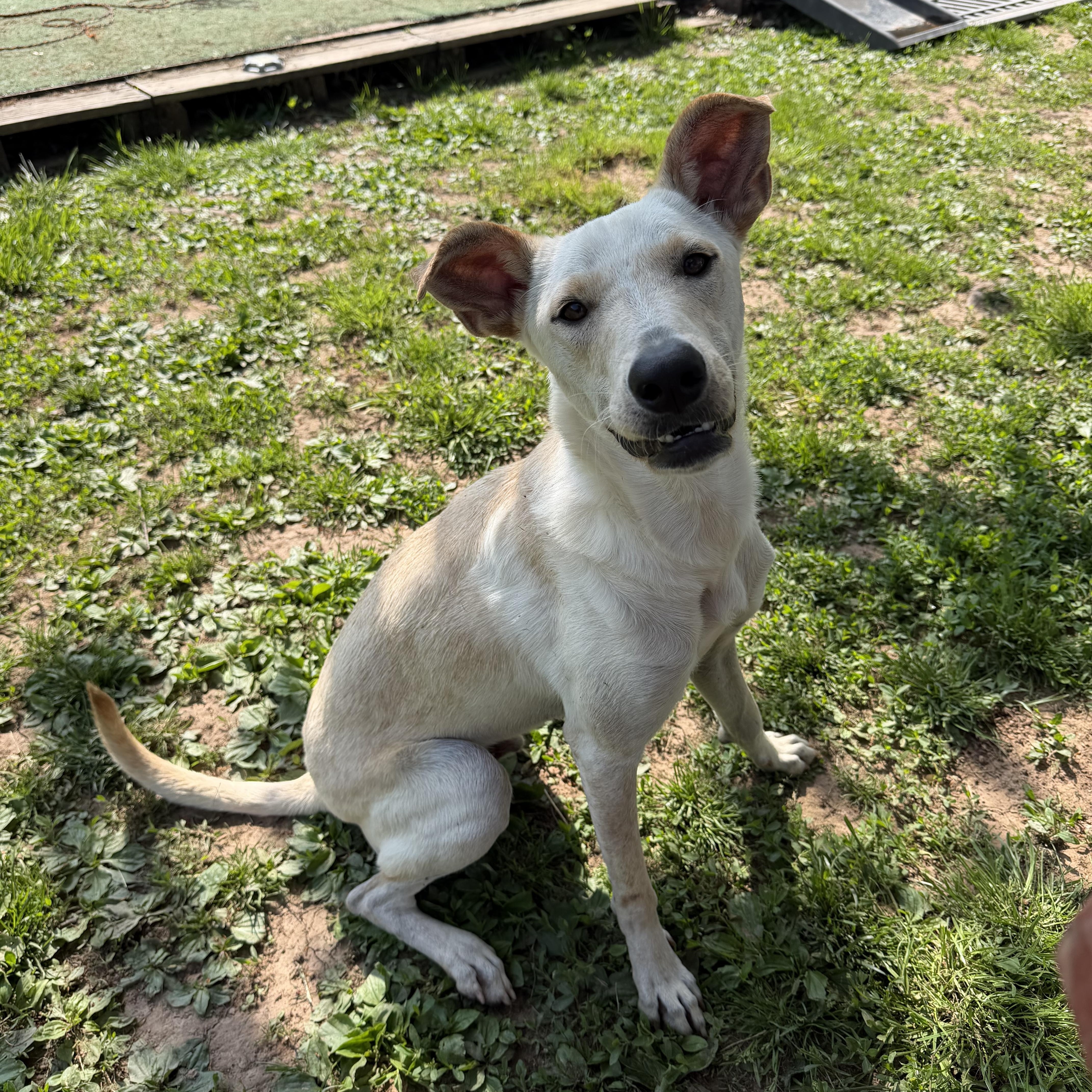 A young medium-sized male White / Cream American Foxhound dog named Quintin for adoption in Spring City, PA