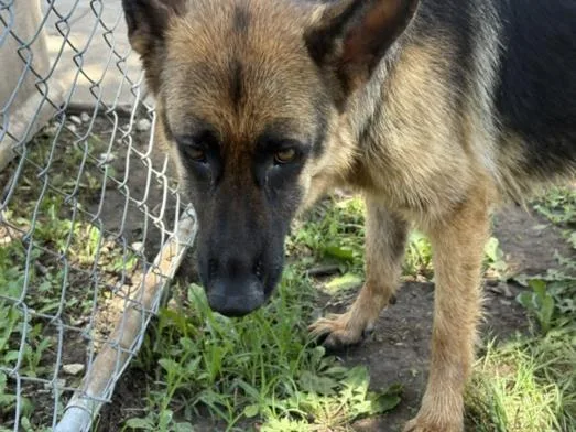 A young large-sized female German Shepherd Dog dog named Solara for adoption in Tulsa, OK