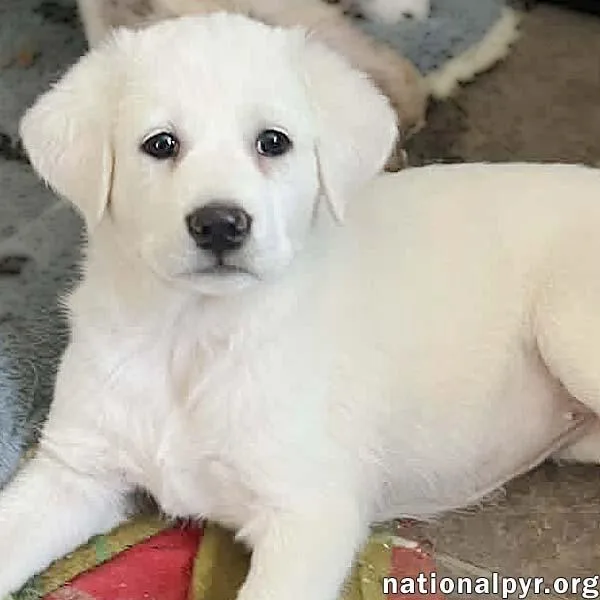 A baby large-sized female White / Cream Great Pyrenees dog named Fettuccine In Oh  for adoption in Beacon, NY
