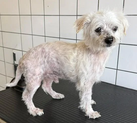 An adult small-sized male Poodle dog named Fonsi for adoption in Downey, CA