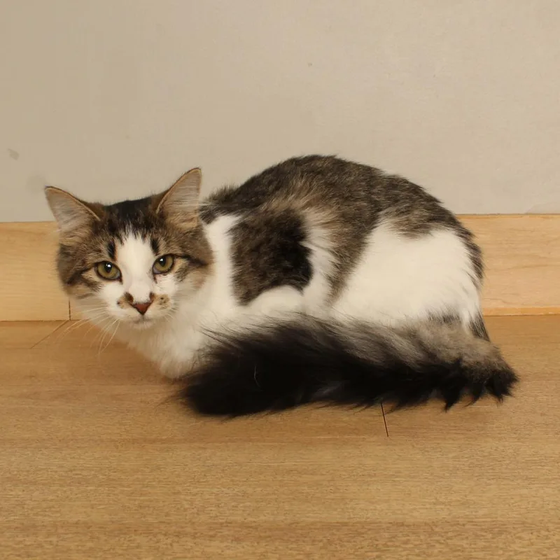 A young medium-sized female Domestic Short Hair cat named Jasmine C for adoption in Minnetonka, MN