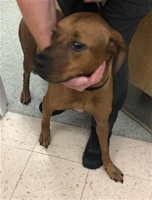 A senior medium-sized male Vizsla dog named Presley for adoption in Naples, FL