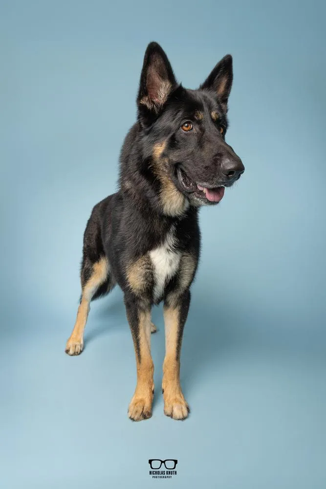 An adult large-sized male Brown / Chocolate German Shepherd Dog dog named Vuko for adoption in Palatine, IL