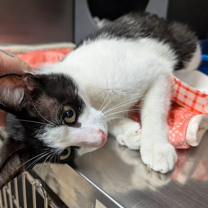 A young medium-sized male Black Domestic Short Hair cat named Elliot for adoption in Titusville, FL