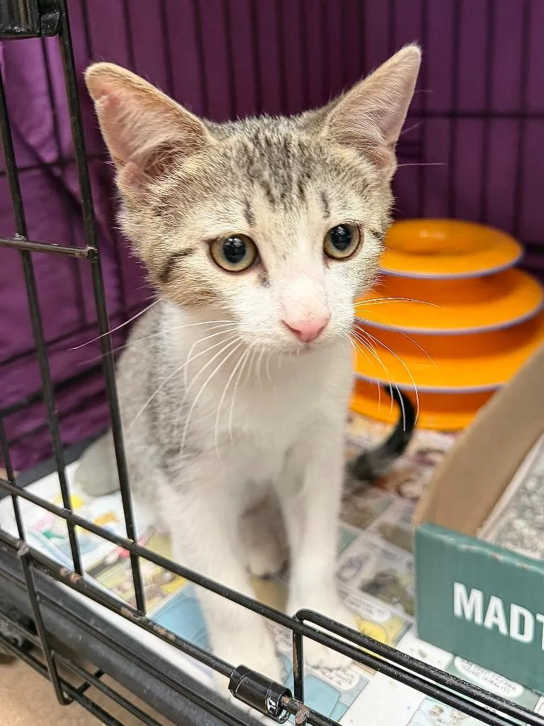 A baby medium-sized male Domestic Short Hair cat named Thousand Island for adoption in Cincinnati, OH