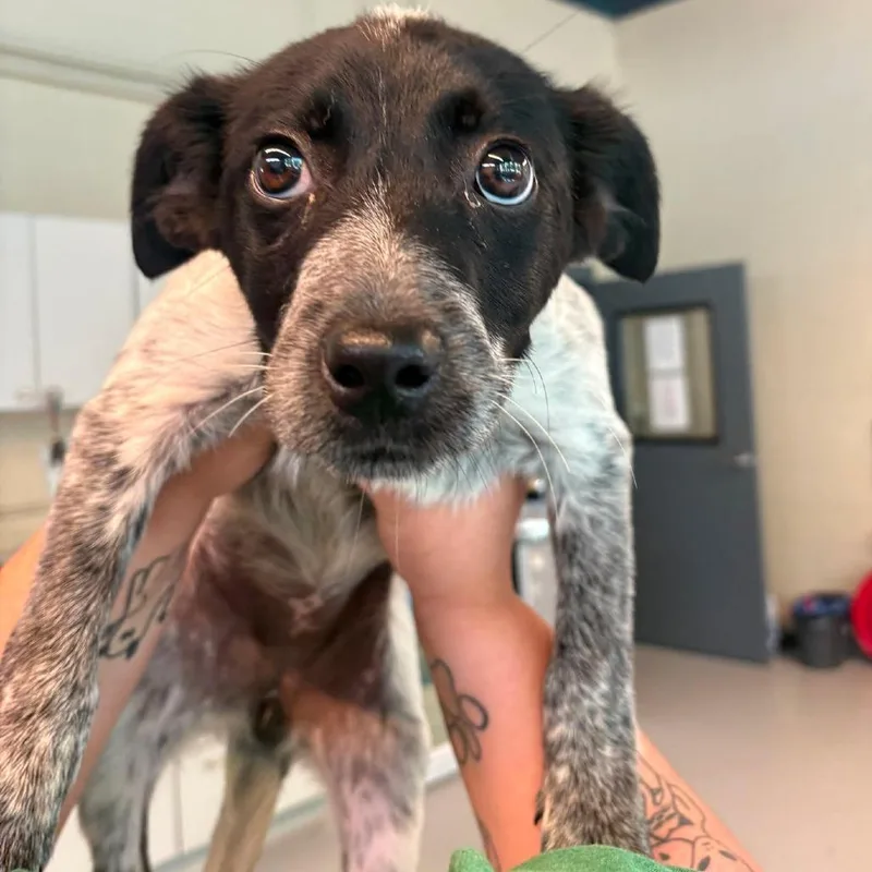 A baby small-sized female Black Mixed Breed dog named Lilly Sue for adoption in Huntington, WV