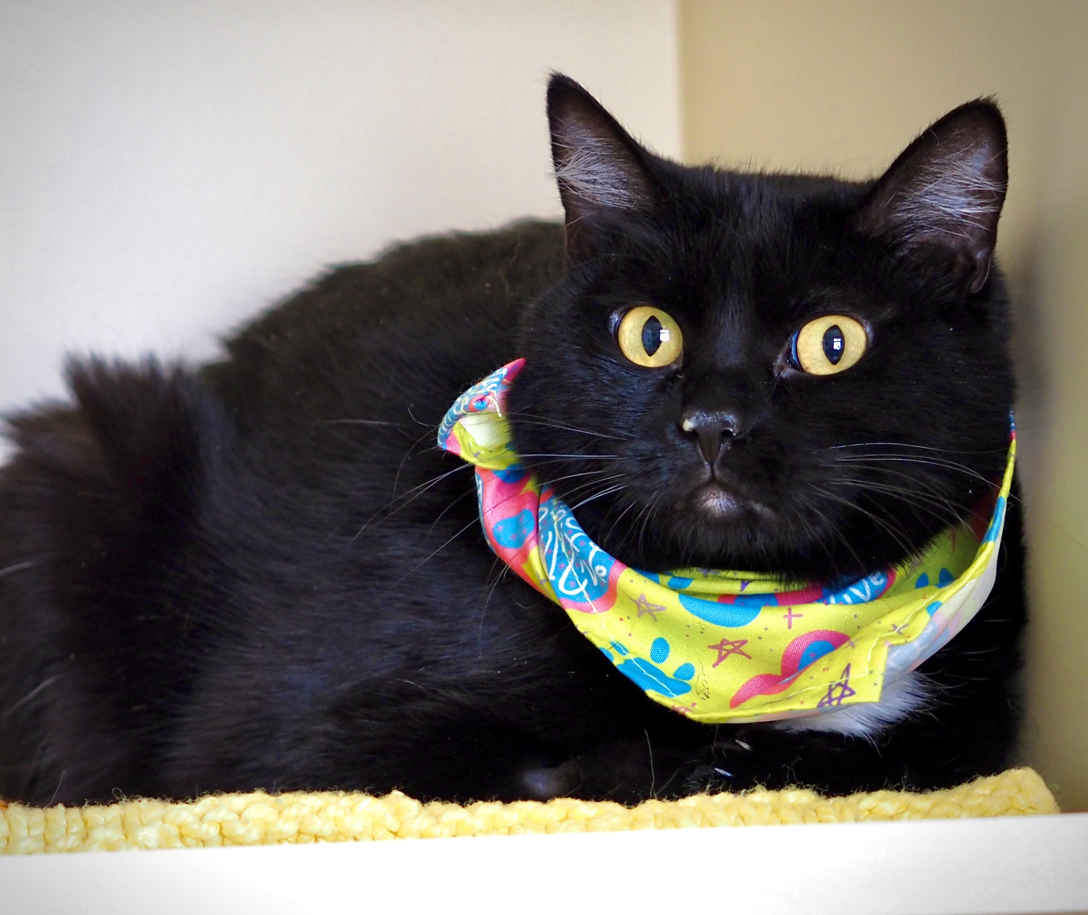 An adult medium-sized female Black Domestic Short Hair cat named Tabiatha for adoption in Buena Vista, CO