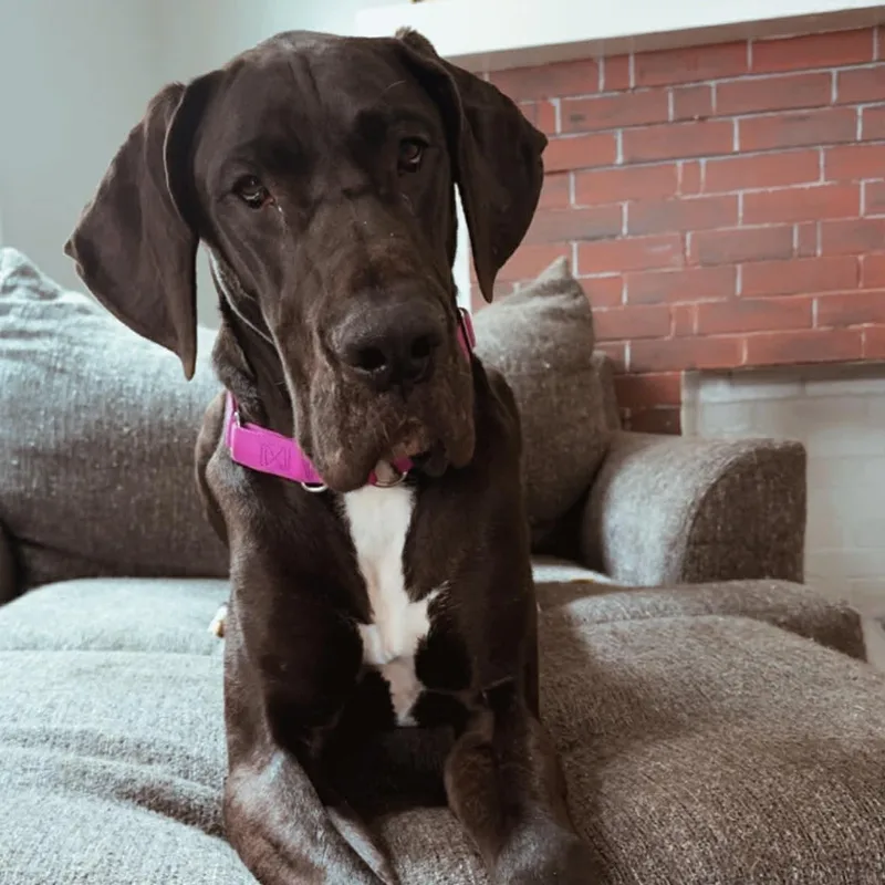 A baby large-sized female Black Great Dane dog named Annie for adoption in Brockport, NY