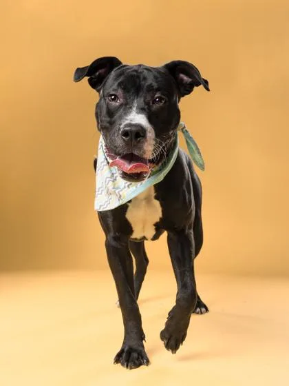 An adult medium-sized male Mixed Breed dog named Bunsen for adoption in Atlanta, GA