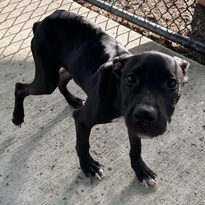 A baby medium-sized male Black Labrador Retriever dog named Hutch for adoption in The Colony, TX
