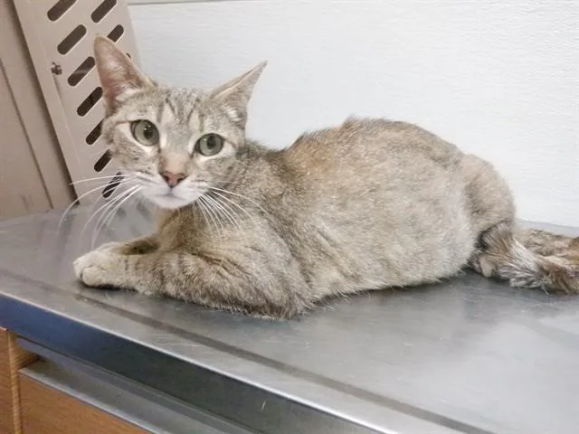 A young small-sized female Domestic Short Hair cat named Monroe for adoption in Oroville, CA