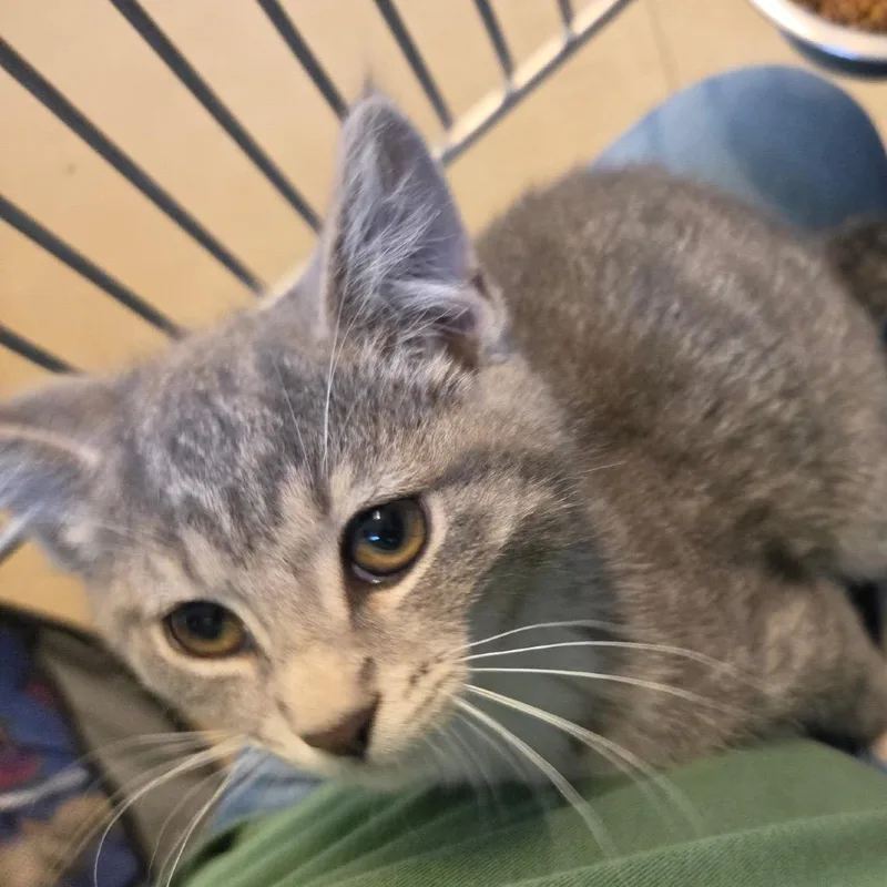 A baby small-sized female Gray / Blue / Silver Domestic Short Hair cat named Tigress for adoption in Rock Falls, IL