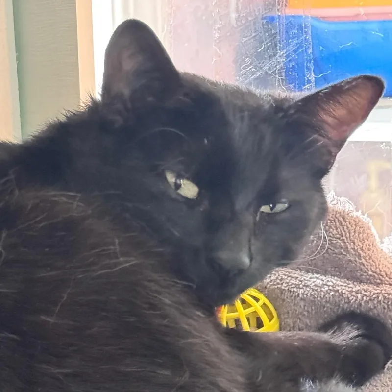 An adult medium-sized male Black Domestic Short Hair cat named Jack for adoption in Salisbury, MA