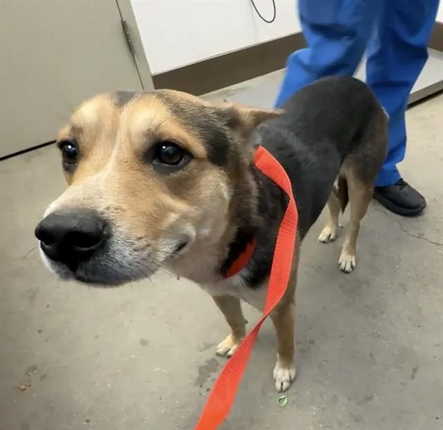 A young medium-sized male Australian Kelpie dog named Chorizo for adoption in Tucson, AZ