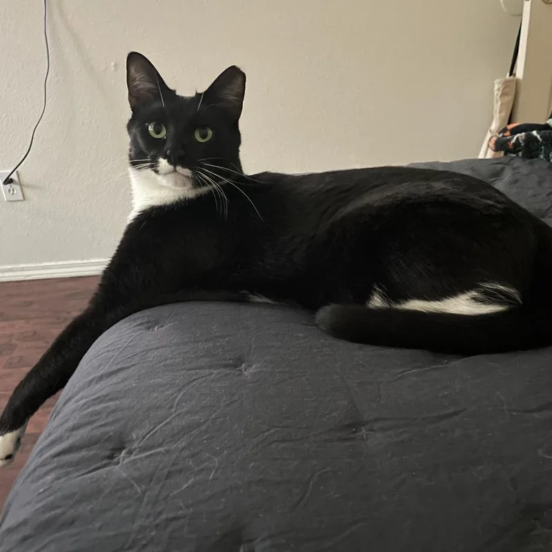 An adult large-sized male Domestic Short Hair cat named Boots for adoption in Tulsa, OK