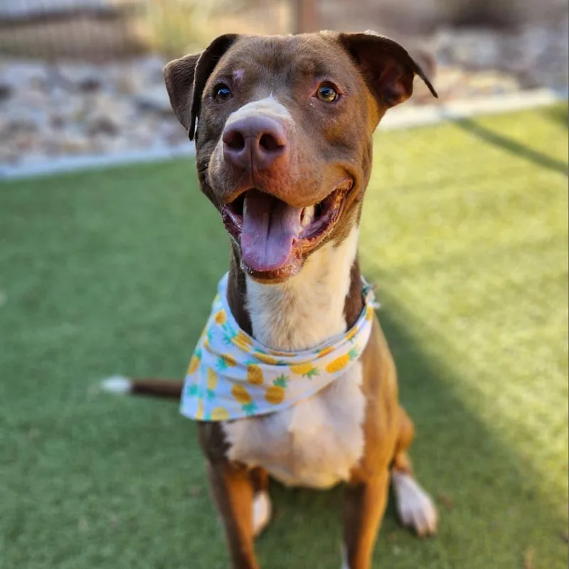 Cadillac thumbnail 2