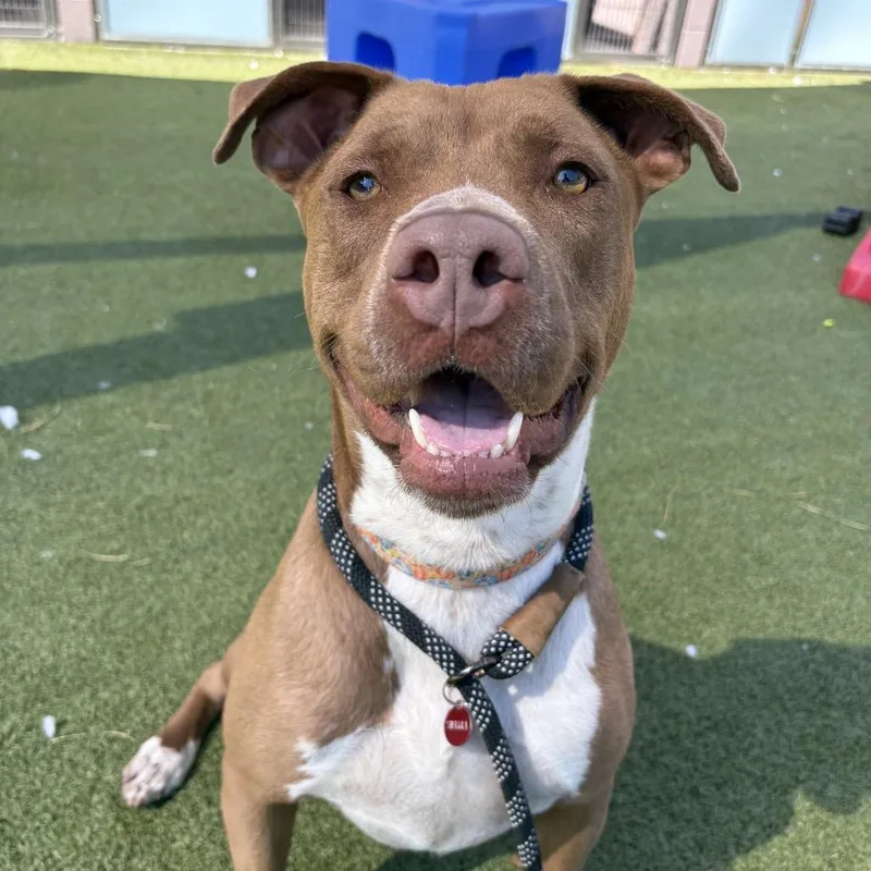 Cadillac thumbnail 3