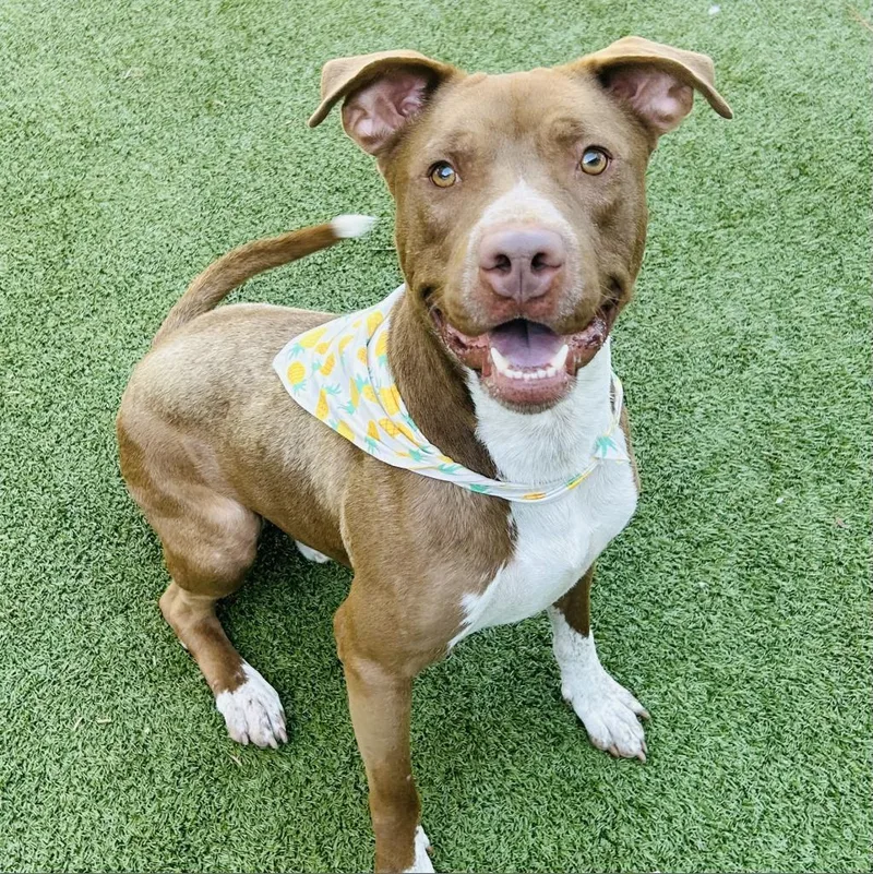 Cadillac thumbnail 4