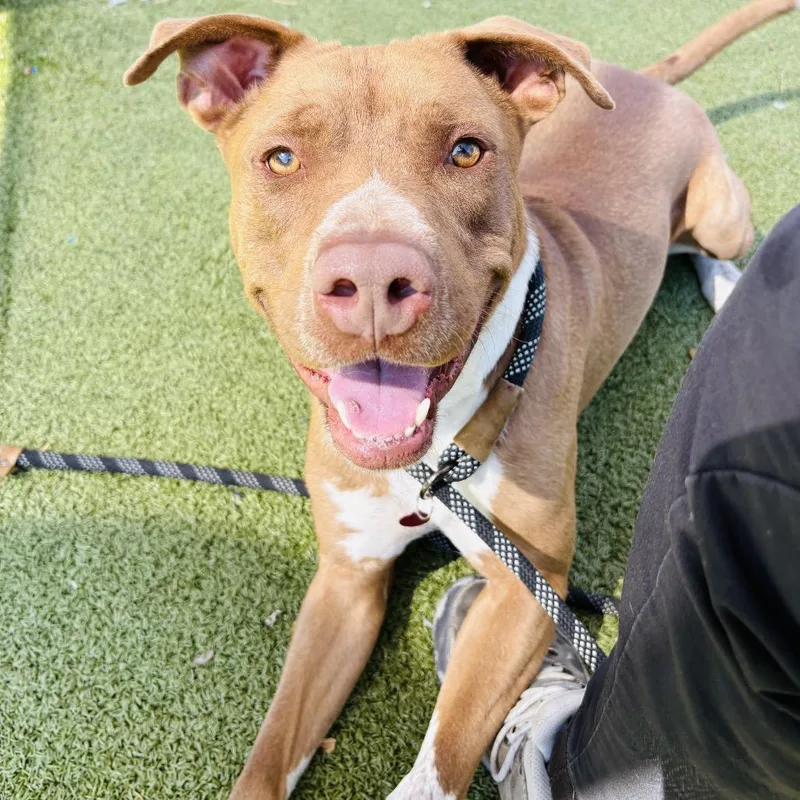 Cadillac thumbnail 5