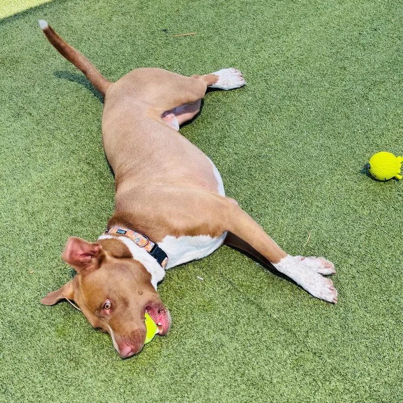 Cadillac thumbnail 6