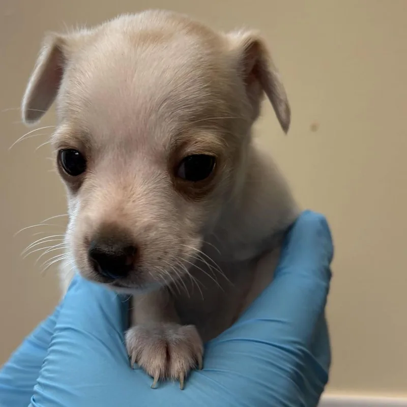 A baby small-sized female Chihuahua dog named Callie for adoption in San Antonio, TX