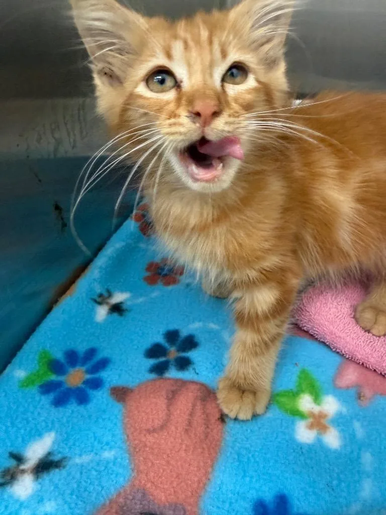 A baby small-sized male Domestic Medium Hair cat named Mango Habenaro for adoption in Hartsville, SC