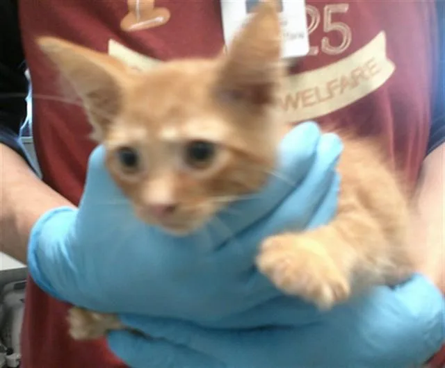 A baby small-sized male Domestic Long Hair cat named A for adoption in Oklahoma City, OK