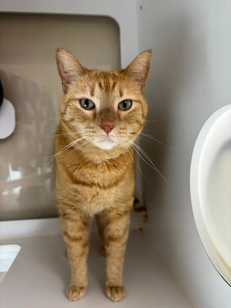 An adult large-sized female Domestic Short Hair cat named Patience for adoption in Decorah, IA
