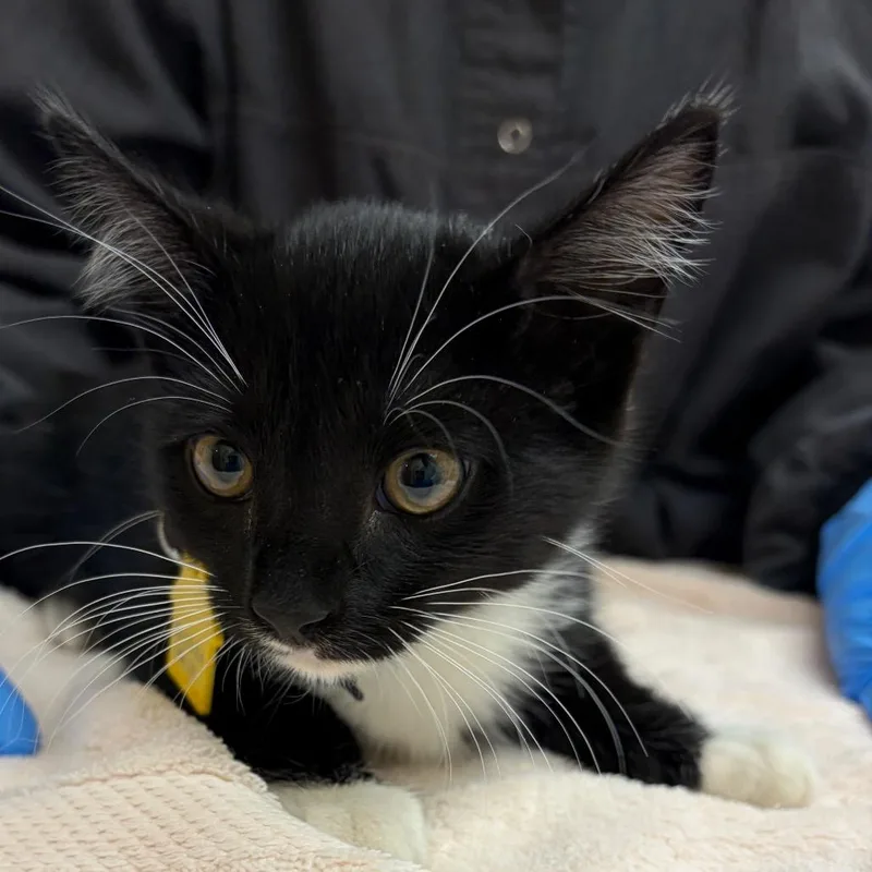 A baby small-sized female Domestic Short Hair cat named Coffee Bean for adoption in Springfield, MA