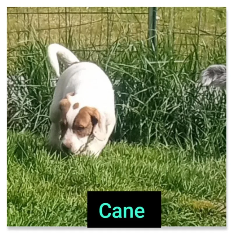 A young medium-sized male White / Cream Hound dog named Cane for adoption in Lewis Center, OH